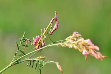 Close up of pair of Beautiful European mantis ( Mantis religiosa )