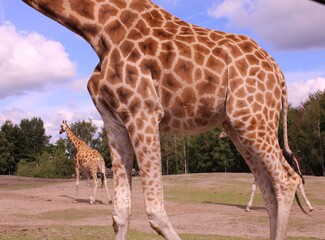 giraffe without head