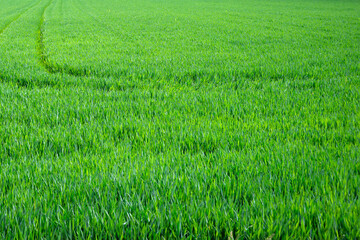 Field of young green wheat in the spring time