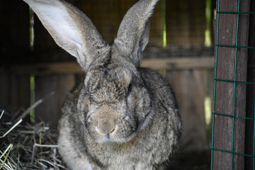 Big grey rabbit sitting in a rabbit hutch