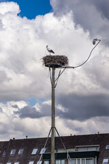 A stork in the nest and a safety camera on the children's playground