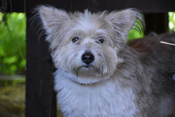 Portrait of West Highland White Terrier watching over hutches with blurred dark background and natural light