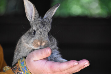 Grey baby rabbit sitting on woman’s hands on a blurred dark background