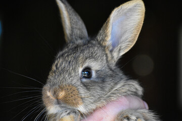 Portrait of a grey baby rabbit on blurred black background