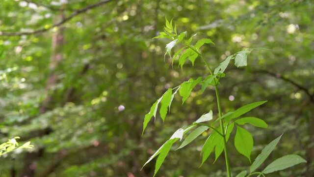 Young tree of Black Elder in natural environment (Sambucus nigra) - (4K)