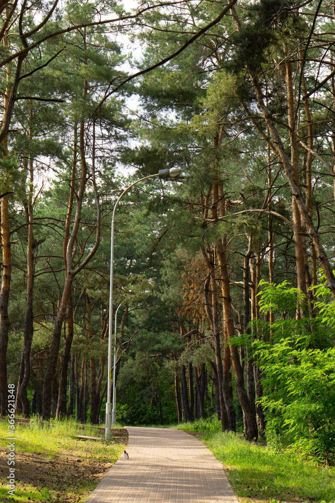 Wall mural Pine forest. The narrow road at the pine park. Recreation zone. 