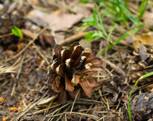 Fallen pine cone at the ground. Nature forest background. 