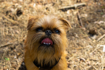 Healthy curious Brussels griffon puppy. Happy young dog at the park. 