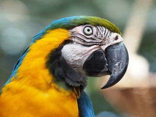 A close-up portrait of a colorful macaw parrot