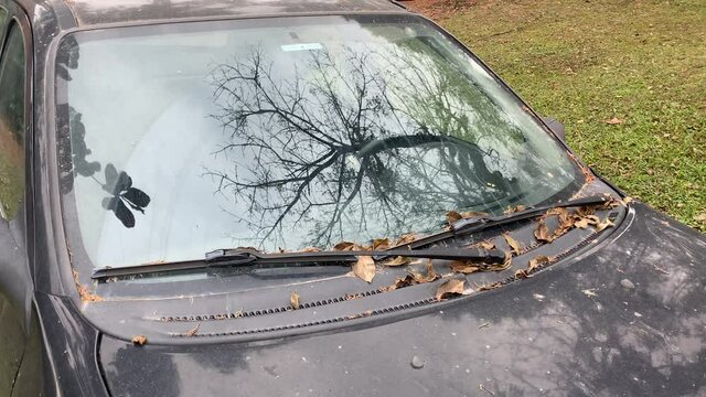 Reflection of a dried tree on the windshield of a dusty and old abandoned car. lots of dry leaves on the windshield.