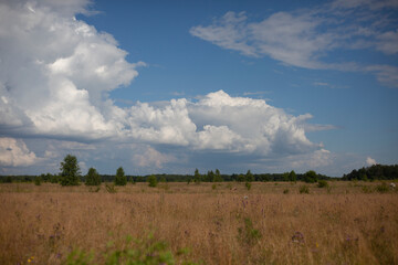 Natural landscape field with clouds. Cumulus clouds on a hot summer day. An open field with a forest in the distance.
