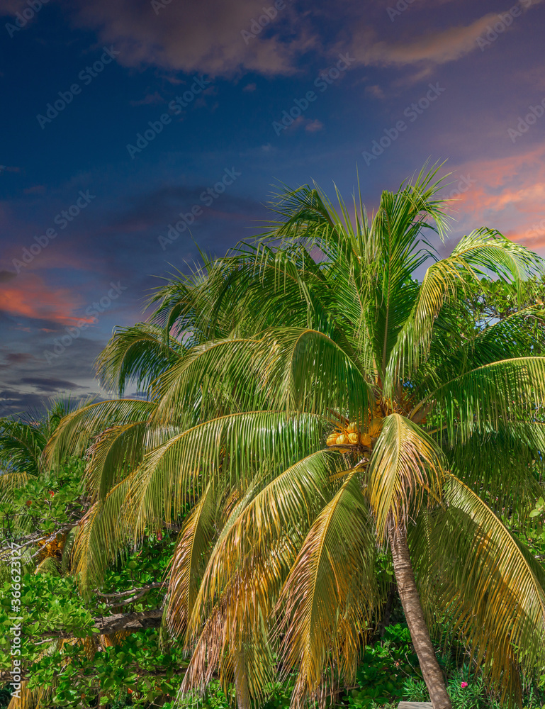 Wall mural Green Palm Trees Against Sky in an island paradise