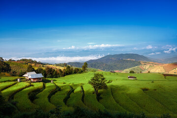 Obraz premium Pa Pong Piang Rice Terraces