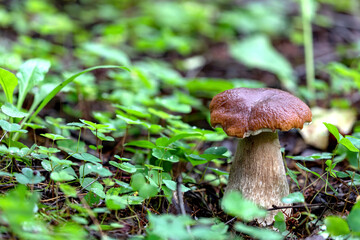 white mushroom with in the forest