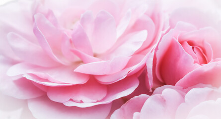 Soft focus, abstract floral background, pink rose flower. Macro flowers backdrop for holiday brand design