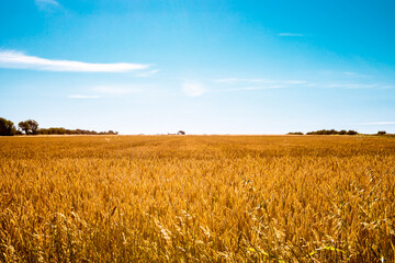 golden wheat field