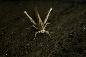  single locust close up insect that is the cause of swarms over the world 