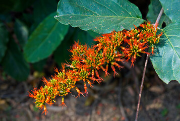 Orange Flame Vine or Chameleon Vine  (Combretum coccineum)