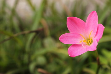 La flor que da vida. 