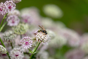 Wasp is looking for the nectar on the bush flowers.