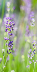 Soft focus on beautiful lavender flowers in summer garden