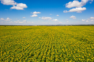 top view of a field of flowering sunflowers