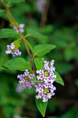 Fototapeta premium Bushy lippia flowers (Lippia alba)