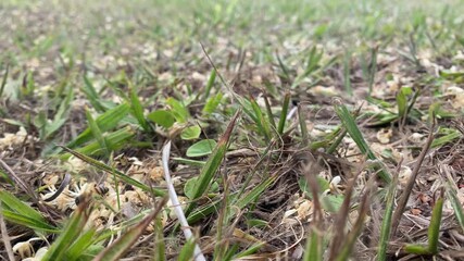 Swarm of bees on the ground collecting pollen from fallen flowers of palm trees