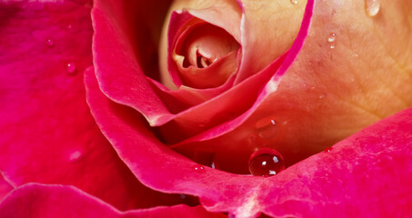 Beautiful red yellow rose with dew drops. Perfect for greeting card background.