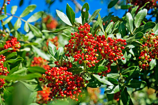 Brazilian peppertree (Schinus terebinthifolius)