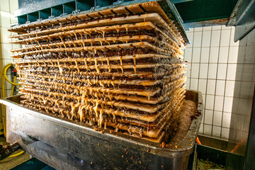 Extracting apple juice manually, DIY press 