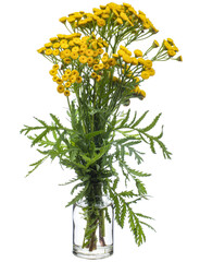 Tanacetum ( Tanacetum vulgare) in a glass vessel on a white background