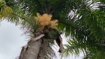 Swarm of bees flying and collecting pollen from flowers of palm trees