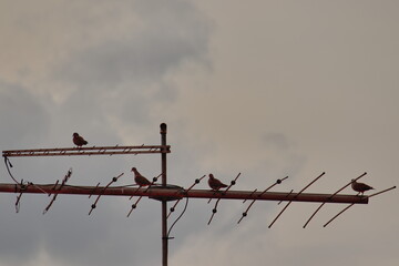 four doves lying at the same time on a tv antenna under a cloudy sky.