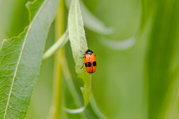 ants sack beetle sit on leaf of weeping willow tree