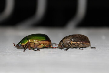 two beetles