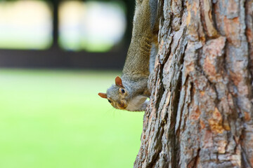 Squirrel looking around while climbing down a tree