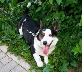 welsh corgi cardigan dog walks in the summer in the park