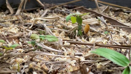 Swarm of bees on the ground collecting pollen from fallen flowers of palm trees