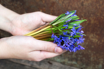 Purple snowdrops in a hand.  Beautiful flower snowdrop. Bouquet of snowdrops in hand.Beautiful blue snowdrops growing in the forest. 