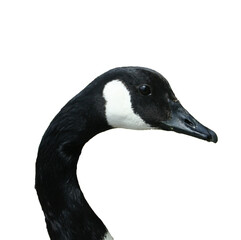 Branta Leucopsis, Brancle Goose, Helsinki, Finland