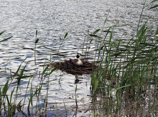 Birds Podiceps cristatus in Helsinki, Finland