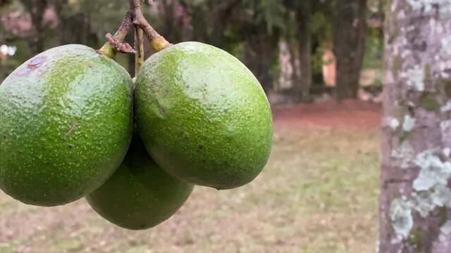 Close up of avocado fruits hanging on tree branch in the middle of the woods