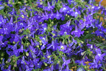 Purple Blue Flowers in Helsinki, Finland 