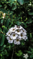 white flowers in the garden