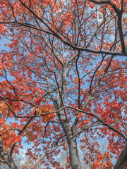 autumn trees