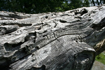 Fototapeta premium Old tree, Old Snag in a Helsinki Park, Finland 