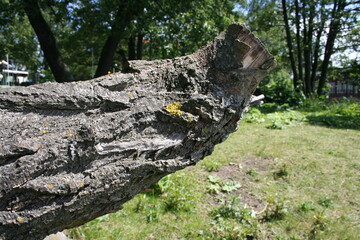 Old tree, Old Snag in a Helsinki Park, Finland 