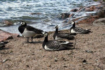 Branta Leucopsis, Brancle Goose, Helsinki, Finland