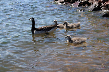 Branta Leucopsis, Brancle Goose, Helsinki, Finland
